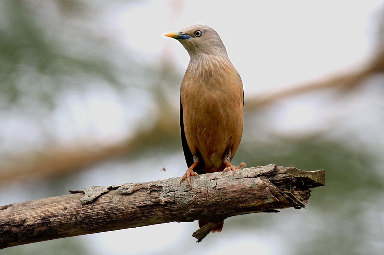 Chestnut-tailed starling